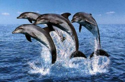 NL25 - spalla - flash news  - delfini guardiani 2